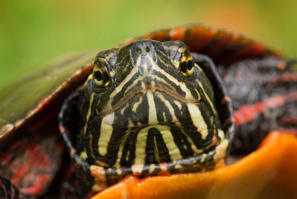 Eastern Painted Turtle Chrysemys Picta Patrick Zephyr Photography   Eastern Painted Turtle 