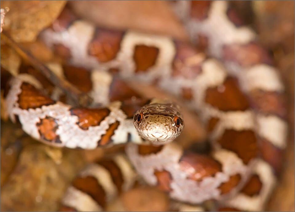 Milk Snake | Lampropeltis t. triangulum | Patrick Zephyr Photography