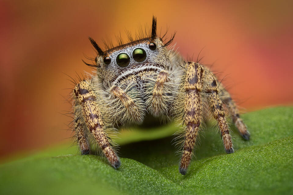 Phidippus arizonensis | Texas | Patrick Zephyr Photography