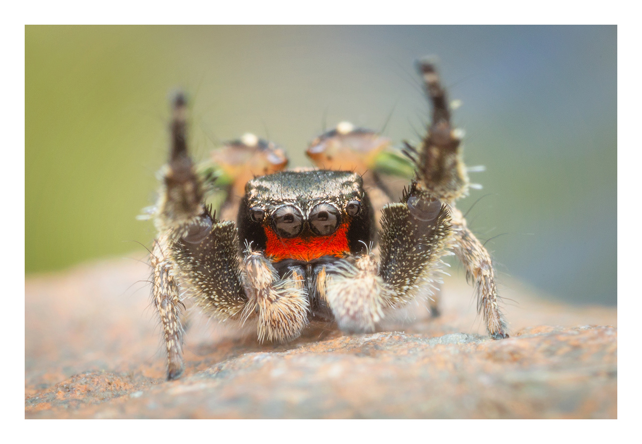 habronattus-coecatus-prints-patrick-zephyr-photography