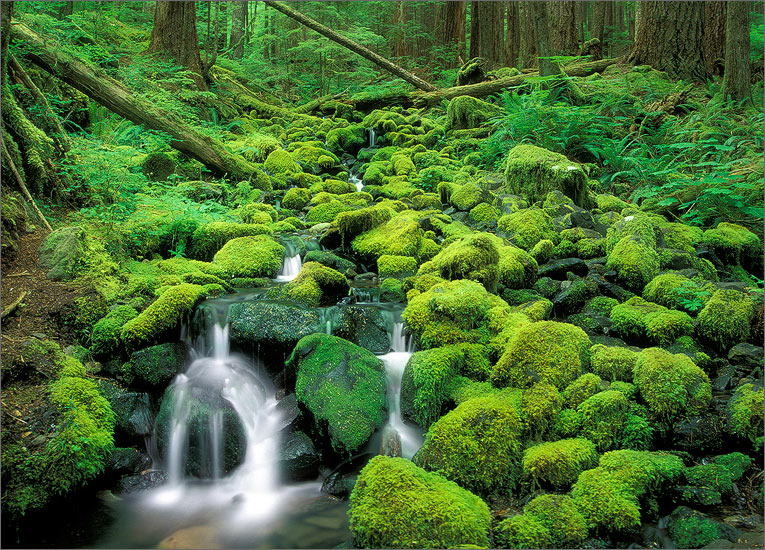 Mossy Cascade | Olympic Peninsula, Washington | Patrick Zephyr Photography