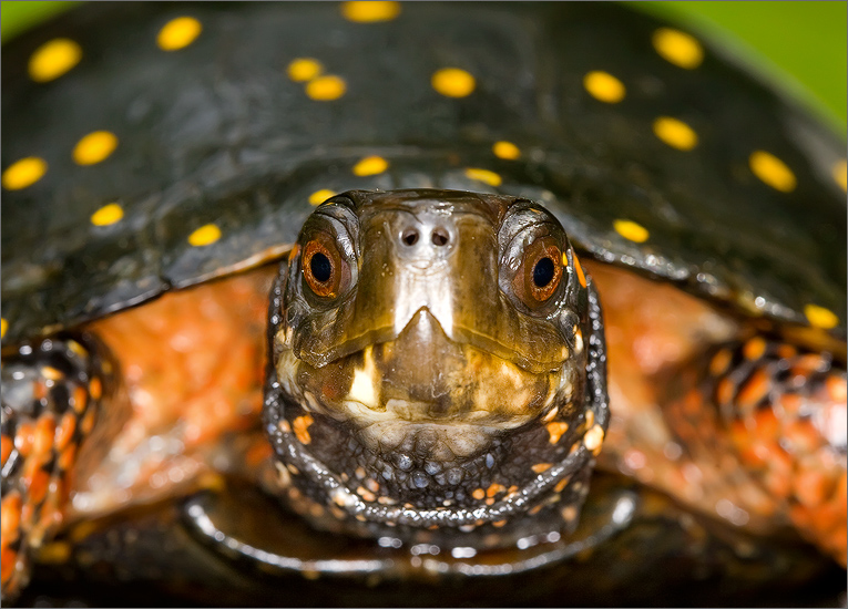 Spotted Turtle | Clemmys guttata | Patrick Zephyr Photography